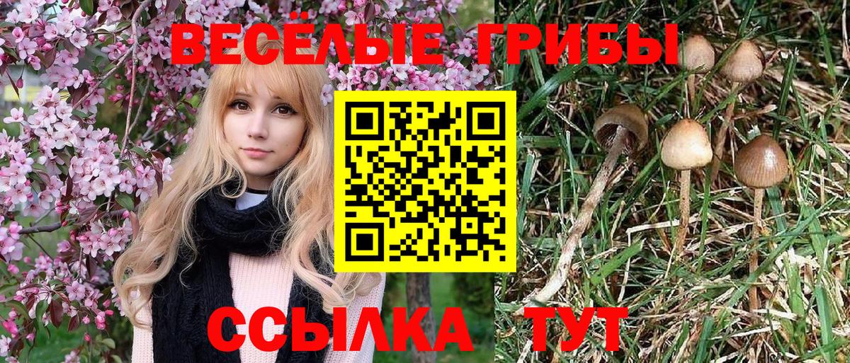 Галлюциногенные грибы GOLDEN TEACHER  Вход с VPN  Карасук  Псилоцибиновые грибы мицелий 